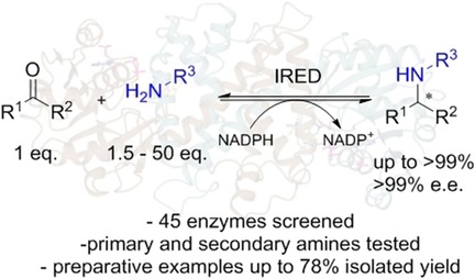 Identification of Novel Bacterial Members of the Imine Reductase Enzyme Family that Perform Reductive Amination