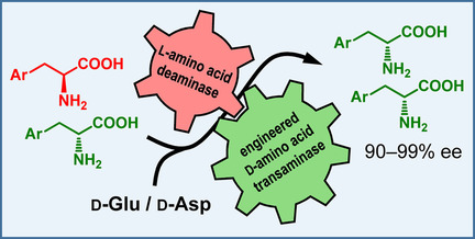 Engineered Aminotransferase for the Production of d-Phenylalanine Derivatives Using Biocatalytic Cascades