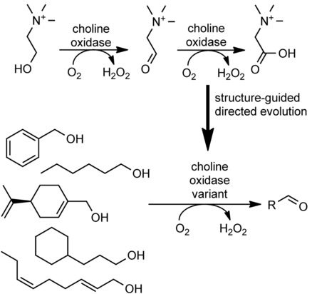 An Engineered Alcohol Oxidase for the Oxidation of Primary Alcohols