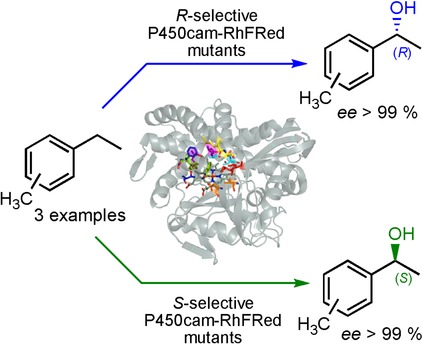 Enantioselective Benzylic Hydroxylation Catalysed by P450 Monooxygenases: Characterisation of a P450cam Mutant Library and Molecular Modelling
