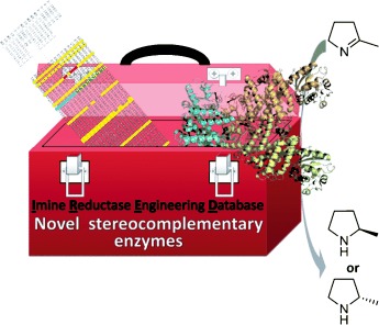 Enzyme Toolbox: Novel Enantiocomplementary Imine Reductases