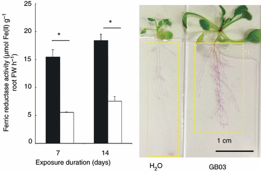Effet de la souche GB03 de Bacillus subtilis sur la disponibilité du fer d'Arabidopsis thaliana