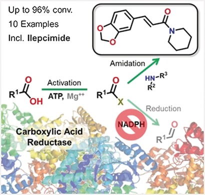 Adenylation Activity of Carboxylic Acid Reductases Enables the Synthesis of Amides
