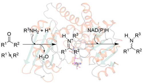 NAD(P)H-Dependent Dehydrogenases for the Asymmetric Reductive Amination of Ketones: Structure, Mechanism, Evolution and Application