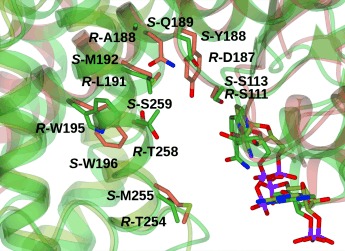 Structure, activity and stereoselectivity of NADPH-dependent oxidoreductases catalysing the S-selective reduction of the imine substrate 2-methylpyrroline