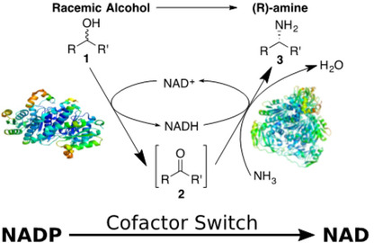 Two-Enzyme Hydrogen-Borrowing Amination of Alcohols Enabled by a Cofactor-Switched Alcohol Dehydrogenase