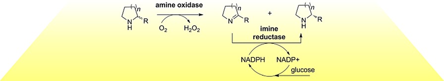 Combined Imine Reductase and Amine Oxidase Catalyzed Deracemization of Nitrogen Heterocycles
